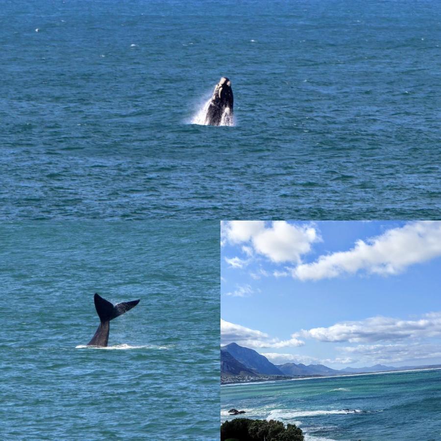 The Sun, Whales & Waves - Seafront Apartment เฮอร์มานุส ภายนอก รูปภาพ